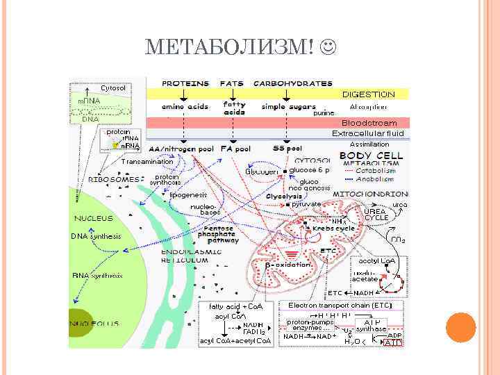 МЕТАБОЛИЗМ! 