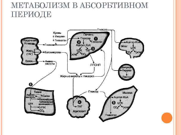 В абсорбтивный период активно протекает. Периоды метаболизма абсорбтивный, постабсорбтивный, голодание схемы. Метаболизм печени в постабсорбтивный период. Периоды метаболизма абсорбтивный, постабсорбтивный. Схема углеводного обмена в абсорбтивный период.