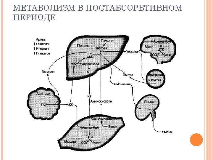 МЕТАБОЛИЗМ В ПОСТАБСОРБТИВНОМ ПЕРИОДЕ 