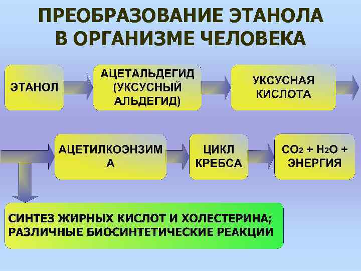 ПРЕОБРАЗОВАНИЕ ЭТАНОЛА В ОРГАНИЗМЕ ЧЕЛОВЕКА 
