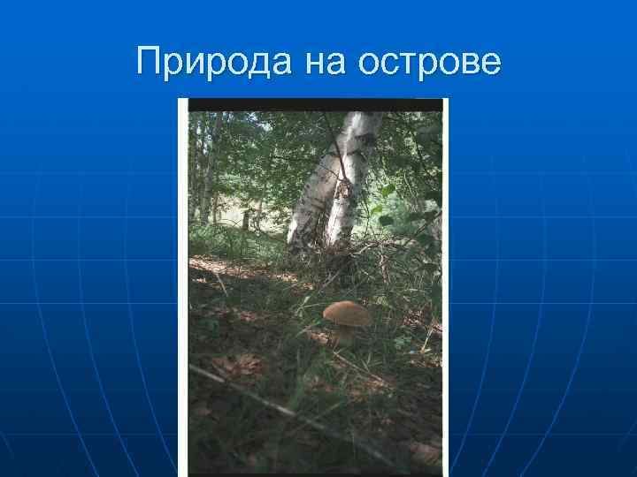 Природа на острове 