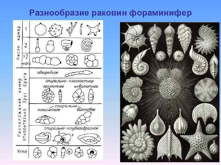 Разнообразие раковин фораминифер 