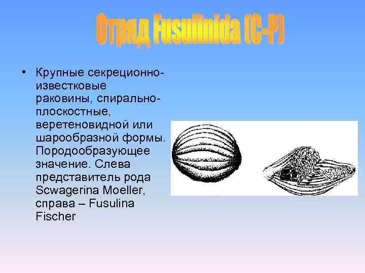  • Крупные секреционноизвестковые раковины, спиральноплоскостные, веретеновидной или шарообразной формы. Породообразующее значение. Слева представитель