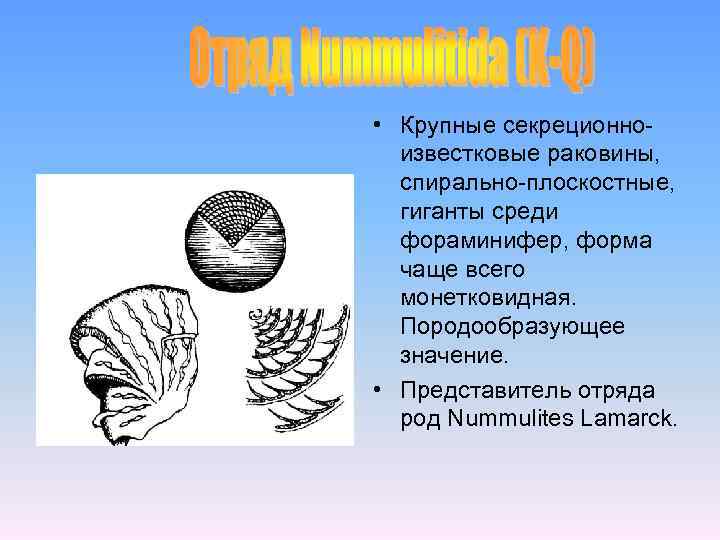  • Крупные секреционноизвестковые раковины, спирально-плоскостные, гиганты среди фораминифер, форма чаще всего монетковидная. Породообразующее
