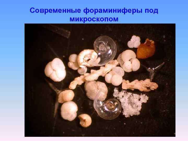 Современные фораминиферы под микроскопом 