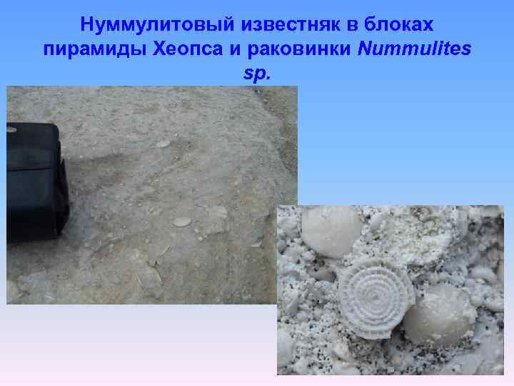 Нуммулитовый известняк в блоках пирамиды Хеопса и раковинки Nummulites sp. 