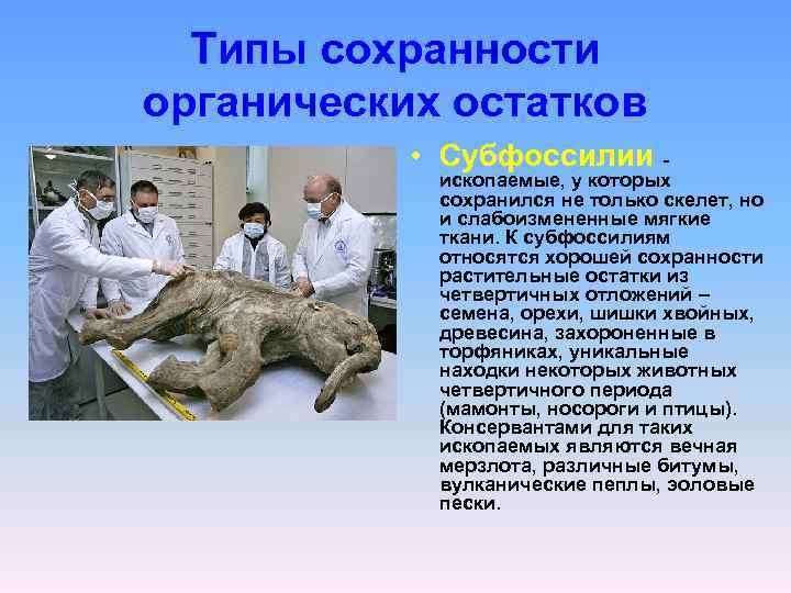 Типы сохранности органических остатков • Субфоссилии - ископаемые, у которых сохранился не только скелет,