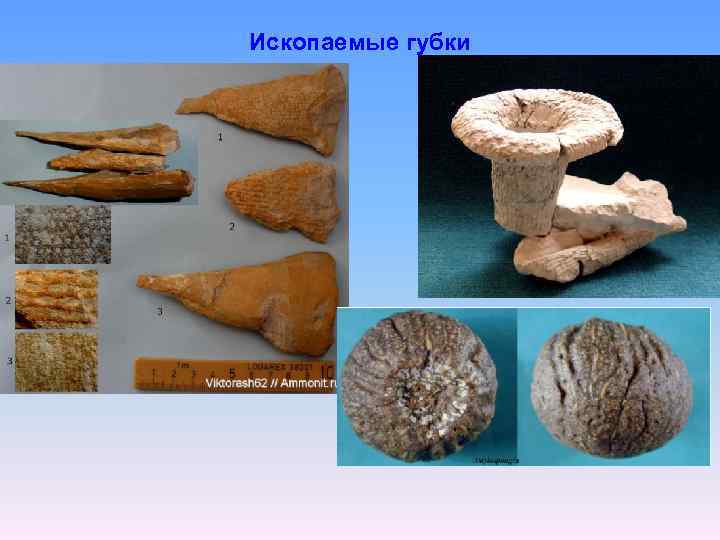 Ископаемые губки 