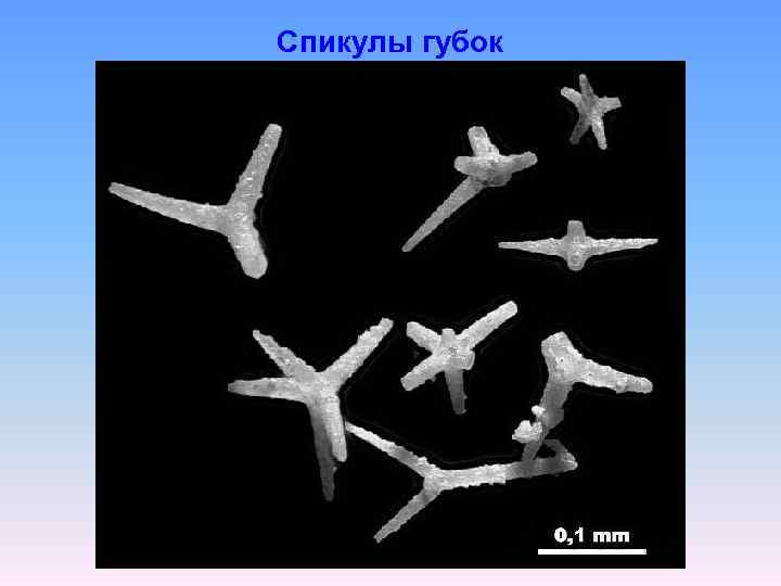 Спикулы губок 