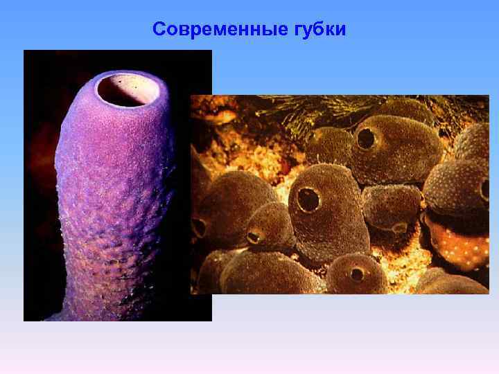 Современные губки 