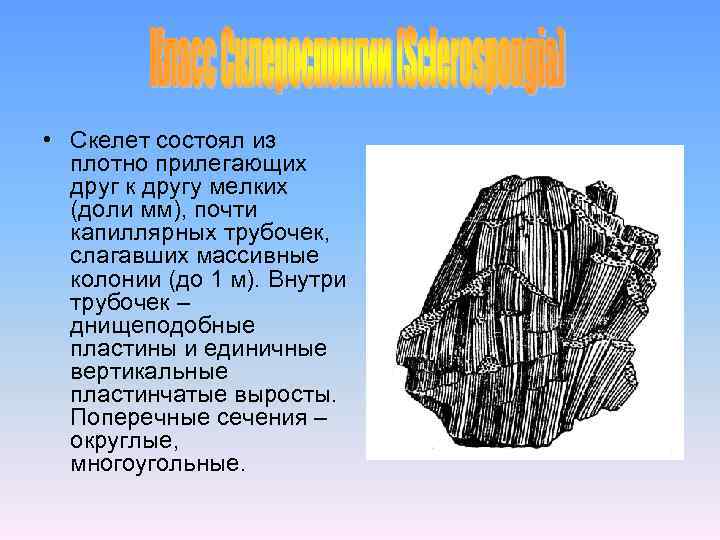  • Скелет состоял из плотно прилегающих друг к другу мелких (доли мм), почти