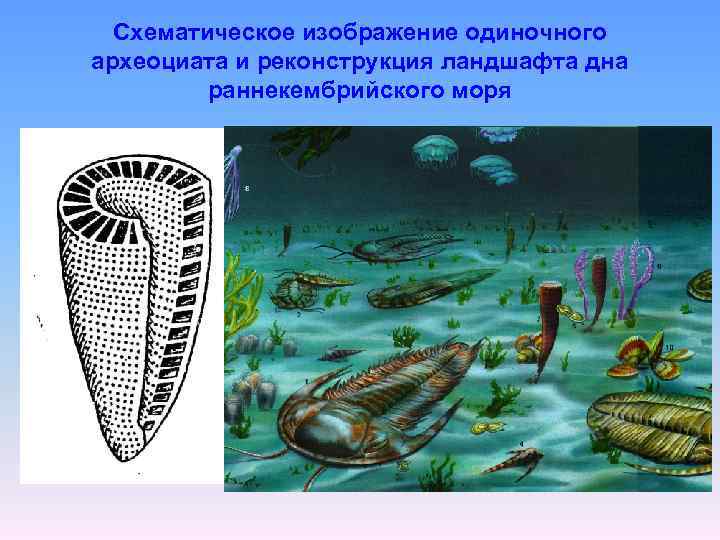 Схематическое изображение одиночного археоциата и реконструкция ландшафта дна раннекембрийского моря 