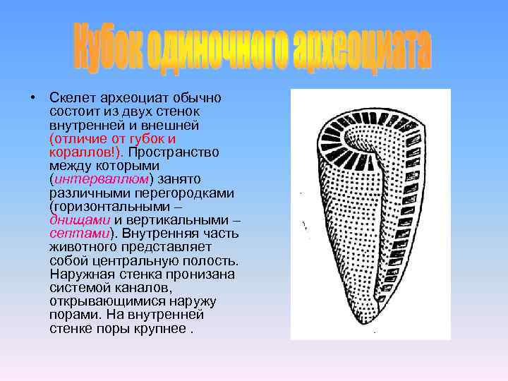  • Скелет археоциат обычно состоит из двух стенок внутренней и внешней (отличие от