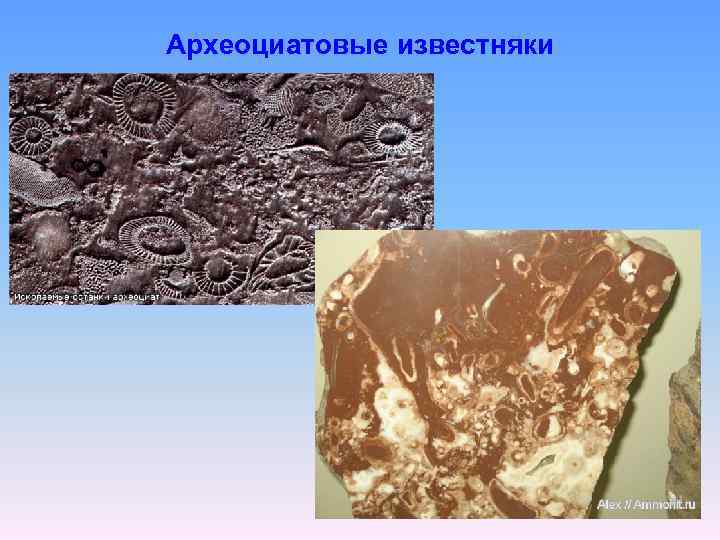 Археоциатовые известняки 