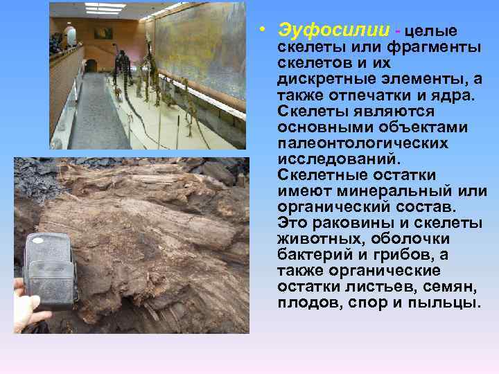  • Эуфосилии - целые скелеты или фрагменты скелетов и их дискретные элементы, а