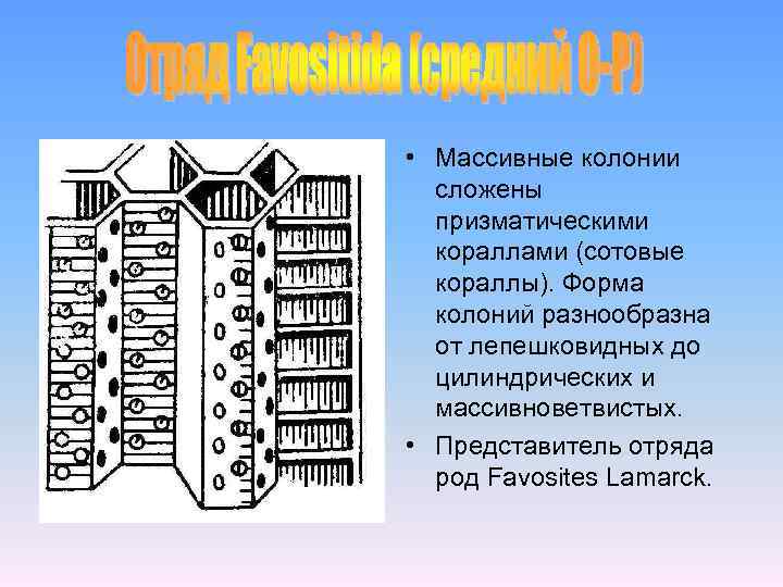 • Массивные колонии сложены призматическими кораллами (сотовые кораллы). Форма колоний разнообразна от лепешковидных