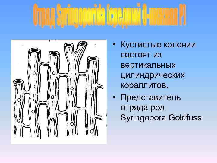  • Кустистые колонии состоят из вертикальных цилиндрических кораллитов. • Представитель отряда род Syringopora