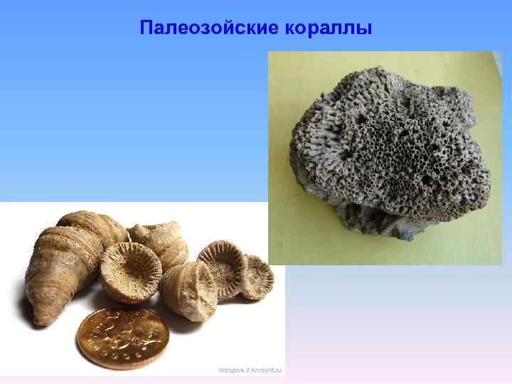 Палеозойские кораллы 