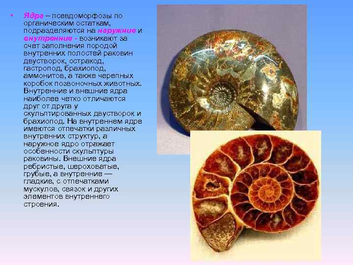  • Ядра – псевдоморфозы по органическим остаткам, подразделяются на наружние и внутренние -