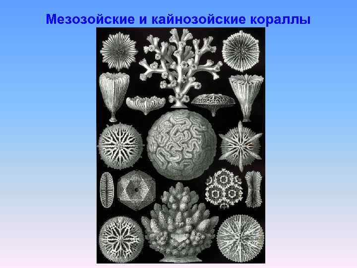 Мезозойские и кайнозойские кораллы 