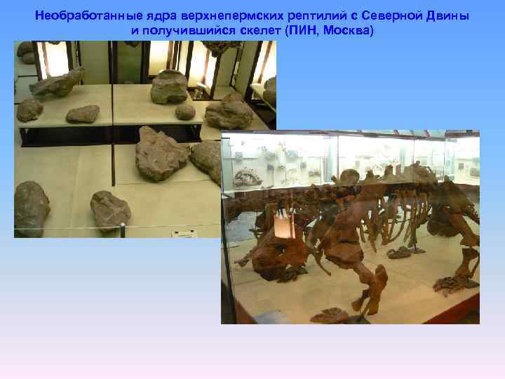 Необработанные ядра верхнепермских рептилий с Северной Двины и получившийся скелет (ПИН, Москва) 