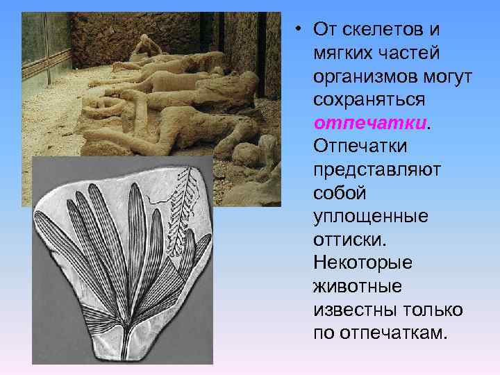  • От скелетов и мягких частей организмов могут сохраняться отпечатки. Отпечатки представляют собой