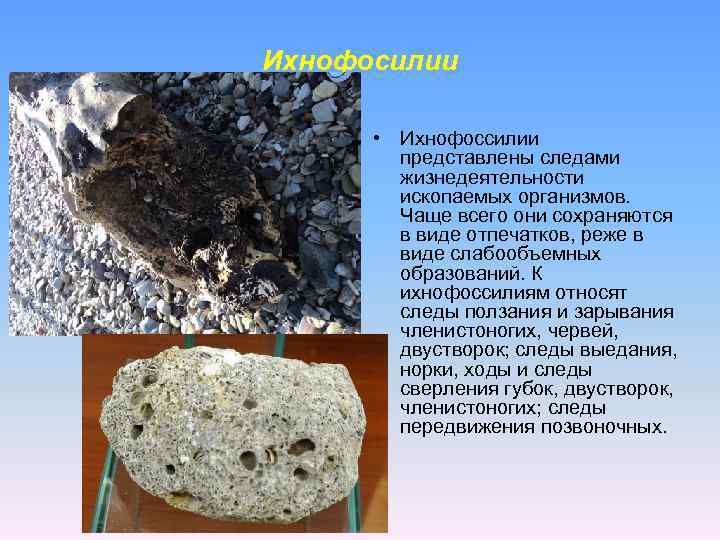 Ихнофосилии • Ихнофоссилии представлены следами жизнедеятельности ископаемых организмов. Чаще всего они сохраняются в виде
