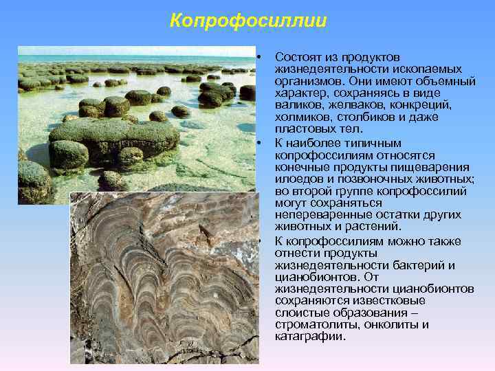 Копрофосиллии • • • Состоят из продуктов жизнедеятельности ископаемых организмов. Они имеют объемный характер,