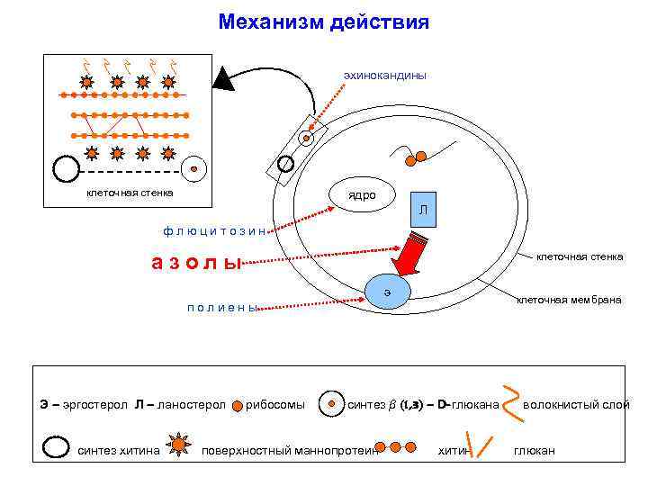 Механизм действия эхинокандины клеточная стенка ядро Л флюцитозин азолы клеточная стенка э клеточная мембрана