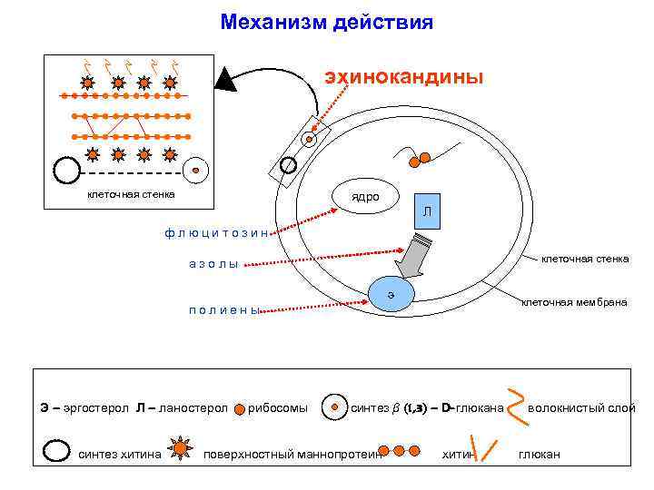 Механизм действия противогрибковых препаратов. Азолы механизм действия. Противогрибковые механизм действия. Механизмы действия антифунгальных препаратов.