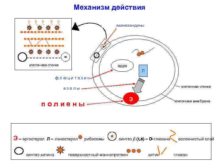 Механизм действия эхинокандины клеточная стенка ядро Л флюцитозин клеточная стенка азолы э полиены Э