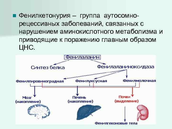 n Фенилкетонурия – группа аутосомнорецессивных заболеваний, связанных с нарушением аминокислотного метаболизма и приводящие к