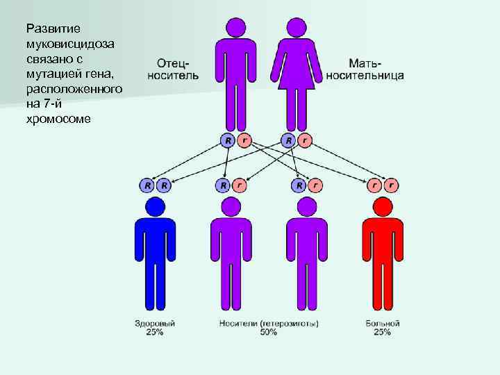 Развитие муковисцидоза связано с мутацией гена, расположенного на 7 -й хромосоме 