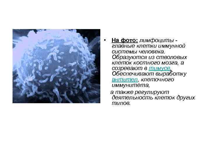  • На фото: лимфоциты - главные клетки иммунной системы человека. Образуются из стволовых