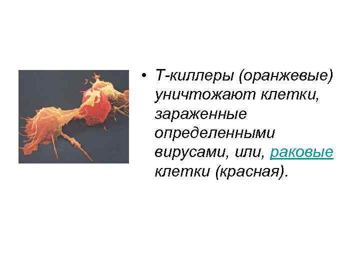  • Т-киллеры (оранжевые) уничтожают клетки, зараженные определенными вирусами, или, раковые клетки (красная). 