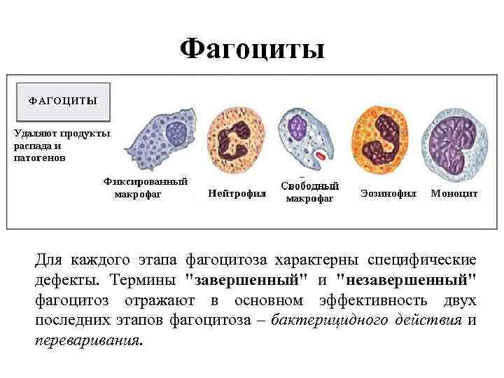 Фагоциты Для каждого этапа фагоцитоза характерны специфические дефекты. Термины 