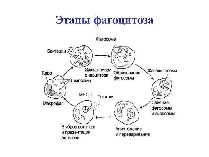 Этапы фагоцитоза 