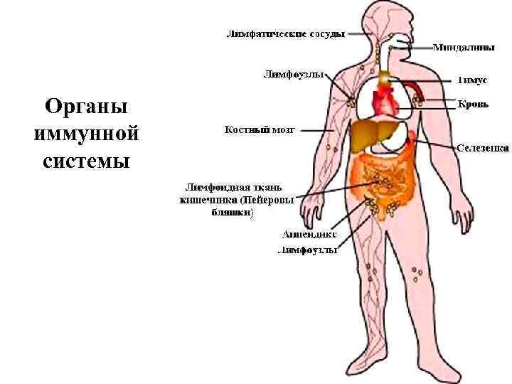 Органы иммунной системы 