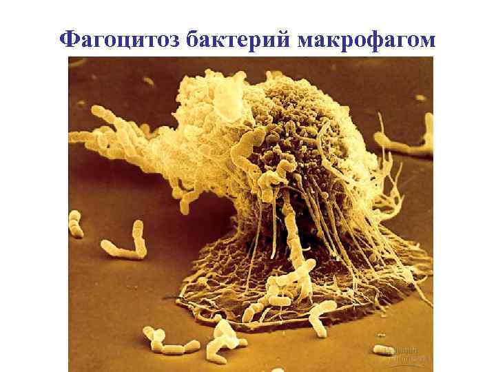 Фагоцитоз бактерий макрофагом 