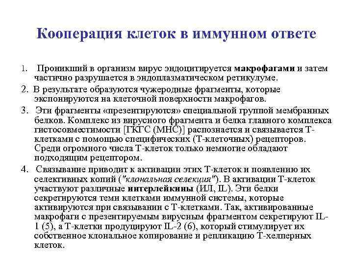 Кооперация клеток в иммунном ответе Проникший в организм вирус эндоцитируется макрофагами и затем частично