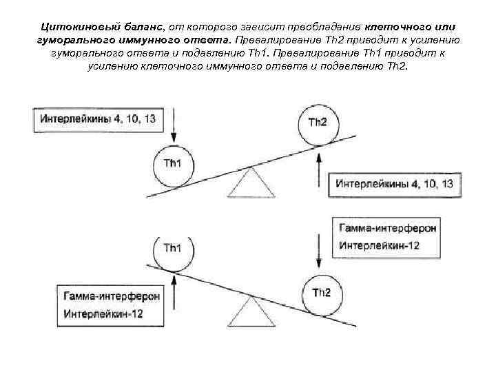 Цитокиновый баланс, от которого зависит преобладание клеточного или гуморального иммунного ответа. Превалирование Th 2