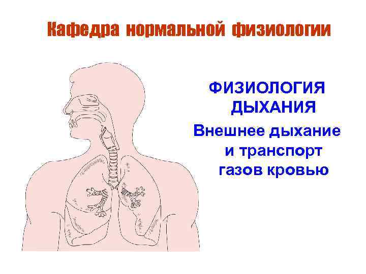 Кафедра нормальной физиологии ФИЗИОЛОГИЯ ДЫХАНИЯ Внешнее дыхание и транспорт газов кровью 