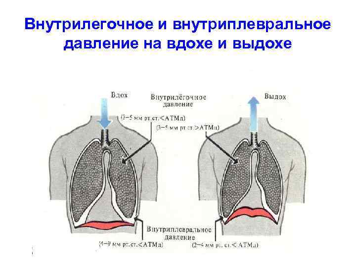 Внутрилегочное и внутриплевральное давление на вдохе и выдохе 