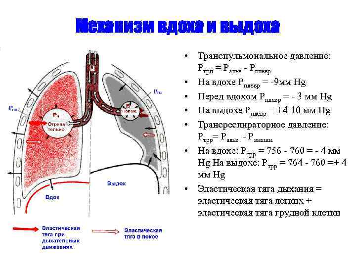 Транспорт кровью кислорода и двуокиси углерода схема