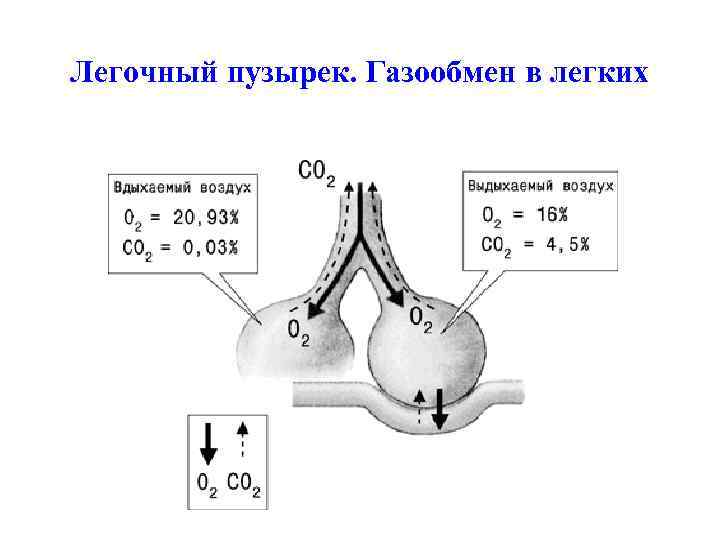 Легочный пузырек. Газообмен в легких 