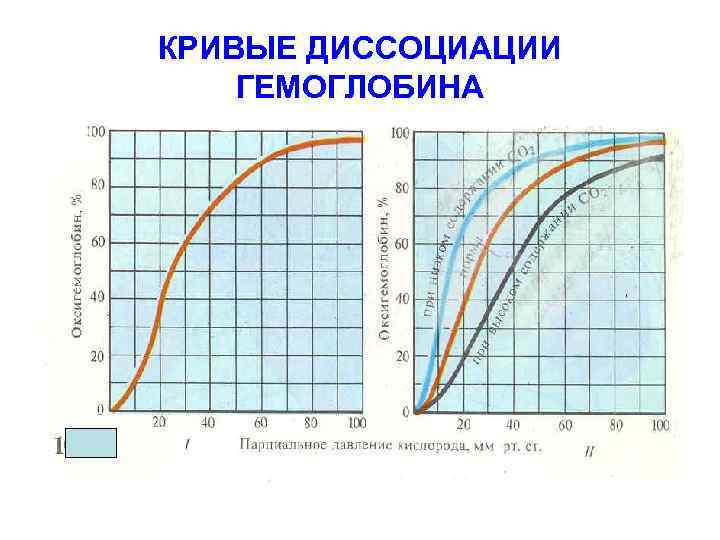 КРИВЫЕ ДИССОЦИАЦИИ ГЕМОГЛОБИНА 