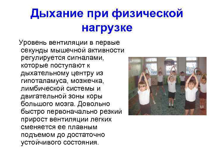 Дыхание при физической нагрузке Уровень вентиляции в первые секунды мышечной активности регулируется сигналами, которые