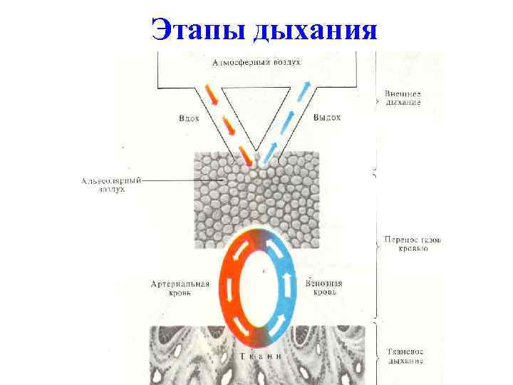 Этапы дыхания 