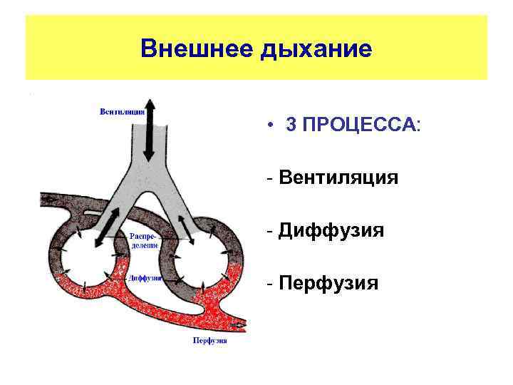 Внешнее дыхание • 3 ПРОЦЕССА: - Вентиляция - Диффузия - Перфузия 