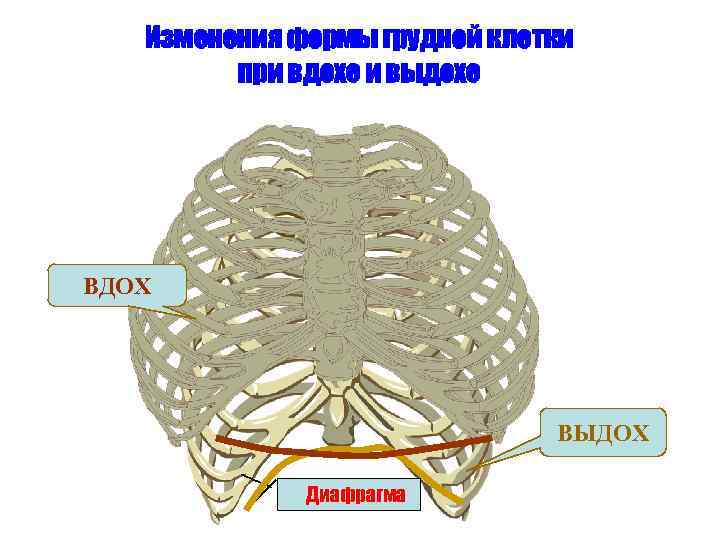 Изменения формы грудной клетки при вдохе и выдохе ВДОХ ВЫДОХ Диафрагма 
